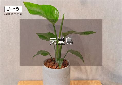 天堂鳥 植栽|天堂鳥植物完全栽培指南 從選擇到養護 